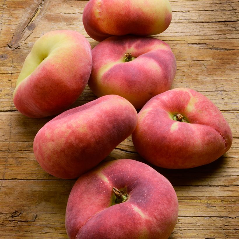 Pfirsich Platicarpa bianca - Prunus persica  (Harvest)