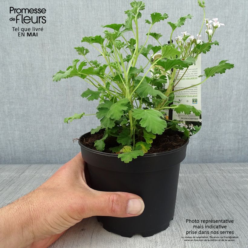 Exemplar von Duftende Pelargonie Ardwick Cinnamon - Pelargonium Topf mit 1,5L/2L wie im Frühjahr geliefert