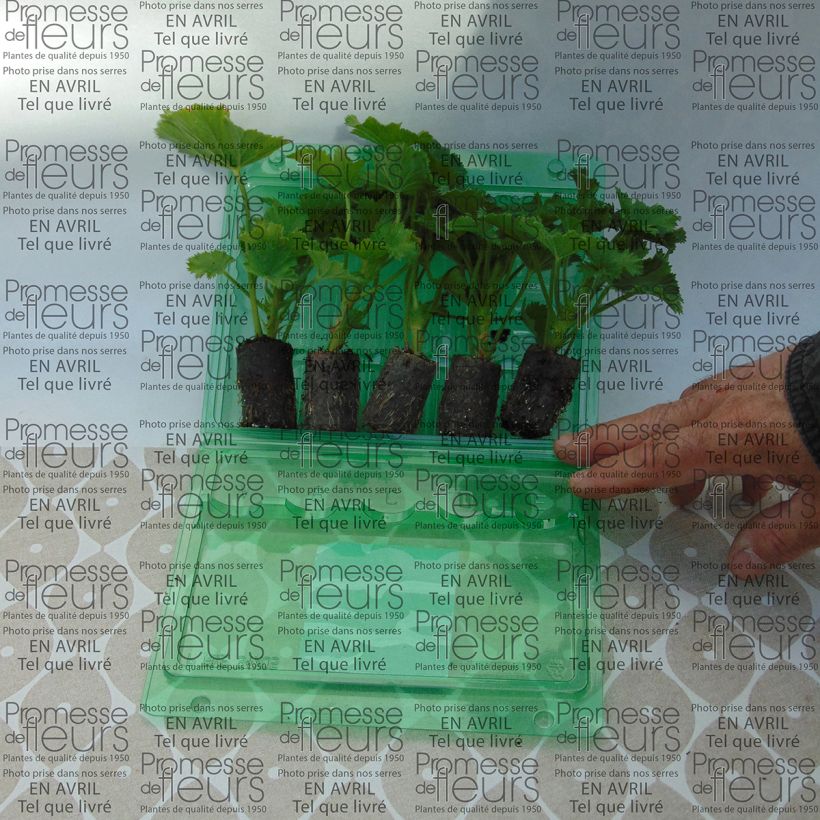 Example of Großblütige Pelargonie Bermuda Pink - Pelargonium Mini-Plug Ø 3/4 cm as you get