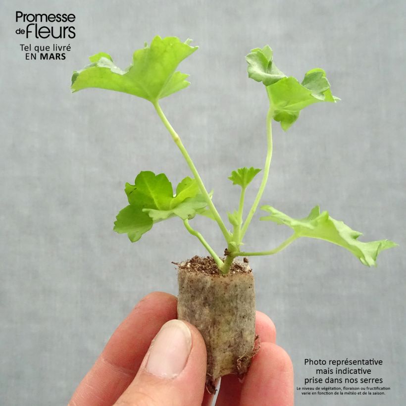 Exemplar von Hängegeranie Double Apricot Salmon Orange - Pelargonium Mini-Plug Ø 3/4 cm wie im Frühjahr geliefert