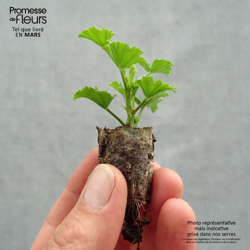 Exemplar von Englische Geranie Angel Eyes Bicolor Purple White - Pelargonium Mini-Plug Ø 1,5/2,5 cm wie im Frühjahr geliefert