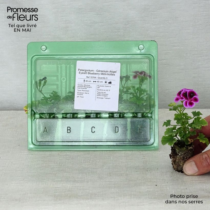 Example of Englische Geranie Angel Eyes Blueberry - Pelargonium Mini-Plug Ø 3/4 cm as you get in printemps