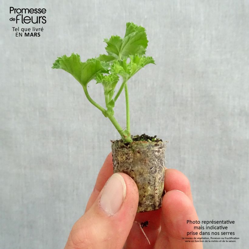 Exemplar von Englische Geranie Angel's Perfume - Pelargonium Mini-Plug Ø 3/4 cm wie im Frühjahr geliefert
