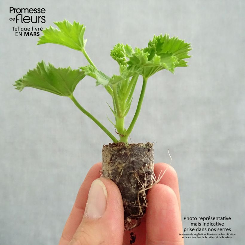 Exemplar von Englische Geranie Candy Flowers Peach Cloud - Pelargonium Mini-Plug Ø 3/4 cm wie im Frühjahr geliefert