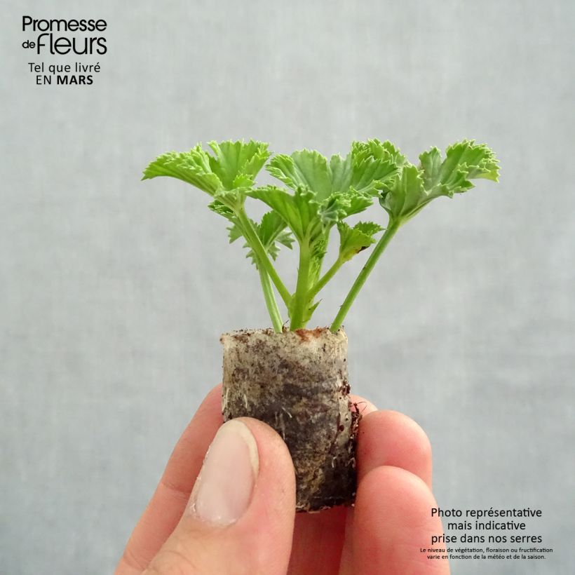 Example of Englische Geranie Candy Flowers White - Pelargonium Mini-Plug Ø 3/4 cm as you get in printemps