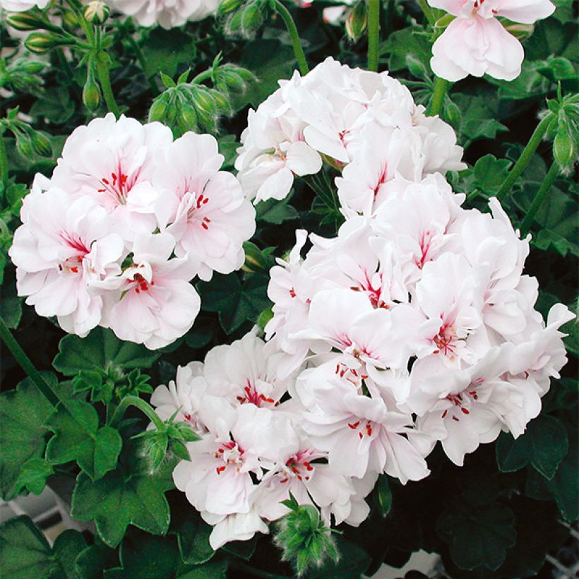 Hängegeranie Blanche Roche - Pelargonium (Flowering)