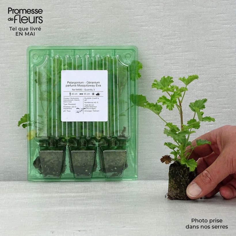 Exemplar von Duftende Pelargonie Mosquitaway Eva - Pelargonium Mini-Plug Ø 3/4 cm wie im Frühjahr geliefert