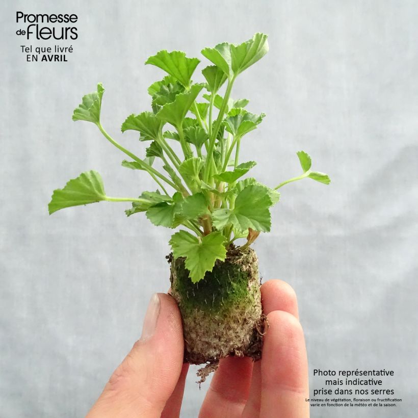 Example of Duftende Pelargonie Mosquitaway Lizzy - Pelargonium Mini-Plug Ø 3/4 cm as you get in printemps