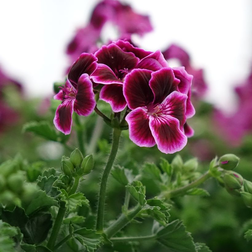 Duftende Pelargonie Mosquitaway Megan - Pelargonium (Blüte)
