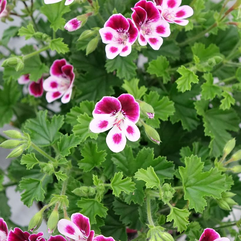 Duftende Pelargonie Mosquitaway Nova - Pelargonium (Blüte)
