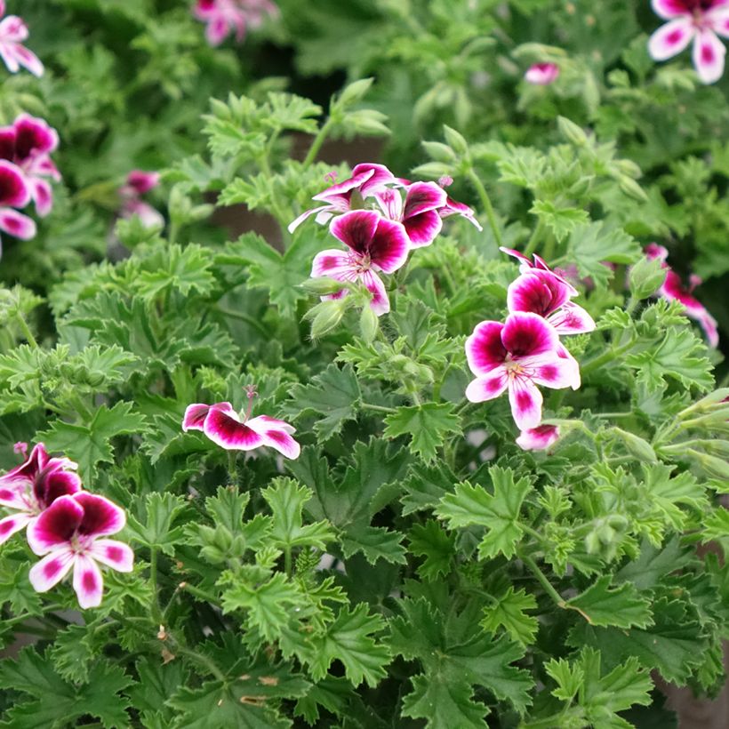 Duftende Pelargonie Mosquitaway Eva - Pelargonium (Wuchs)
