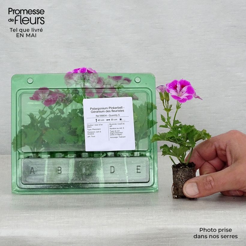 Exemplar von Großblütige Pelargonie Pinkerbell - Pelargonium Mini-Plug Ø 3/4 cm wie im Frühjahr geliefert