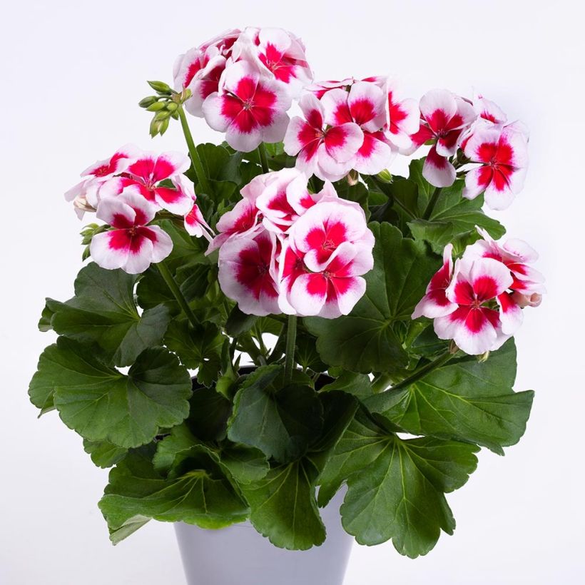 Zonal-Pelargonie TwoinOne White Splash - Pelargonium (Plant habit)