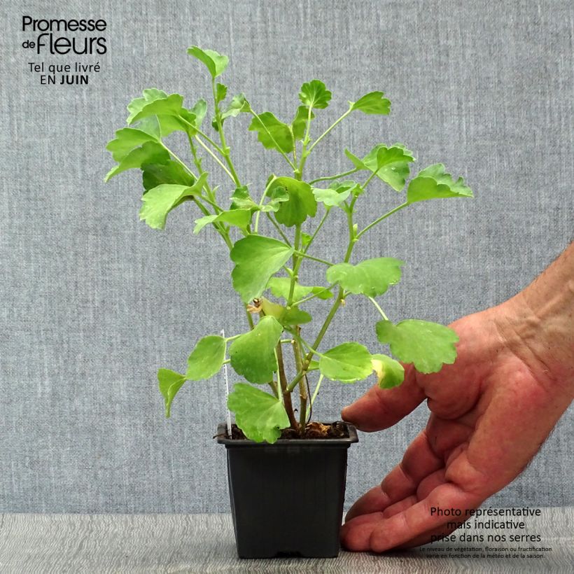 Exemplar von Pelargonium acetosum Kleine Töpfe von 8/9 cm wie im Sommer geliefert