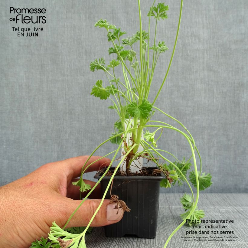 Exemplar von Duftende Pelargonie Deerwood Lavender - Pelargonium Kleine Töpfe von 8/9 cm wie im Frühjahr geliefert