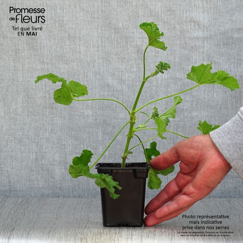 Exemplar von Duftende Pelargonie Endsleigh - Pelargonium Kleine Töpfe von 7/8 cm wie im Frühjahr geliefert