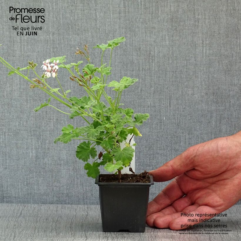 Exemplar von Duftende Pelargonie Variegatum - Pelargonium fragrans Kleine Töpfe von 8/9 cm wie im Frühjahr geliefert
