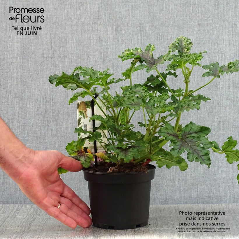 Exemplar von Duftende Pelargonie Royal Oak - Pelargonium quercifolium Topf mit 1,5L/2L wie im Sommer geliefert