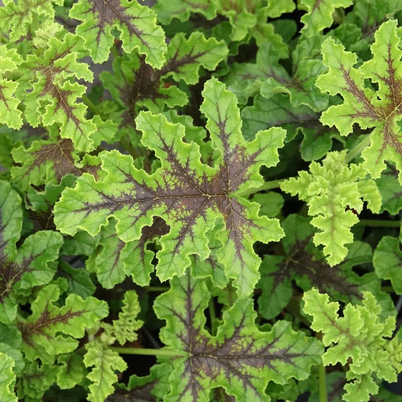 Duftende Pelargonie Royal Oak - Pelargonium quercifolium (Laub)