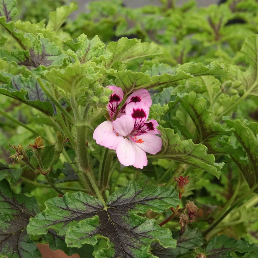 Duftende Pelargonie Royal Oak - Pelargonium quercifolium (Blüte)