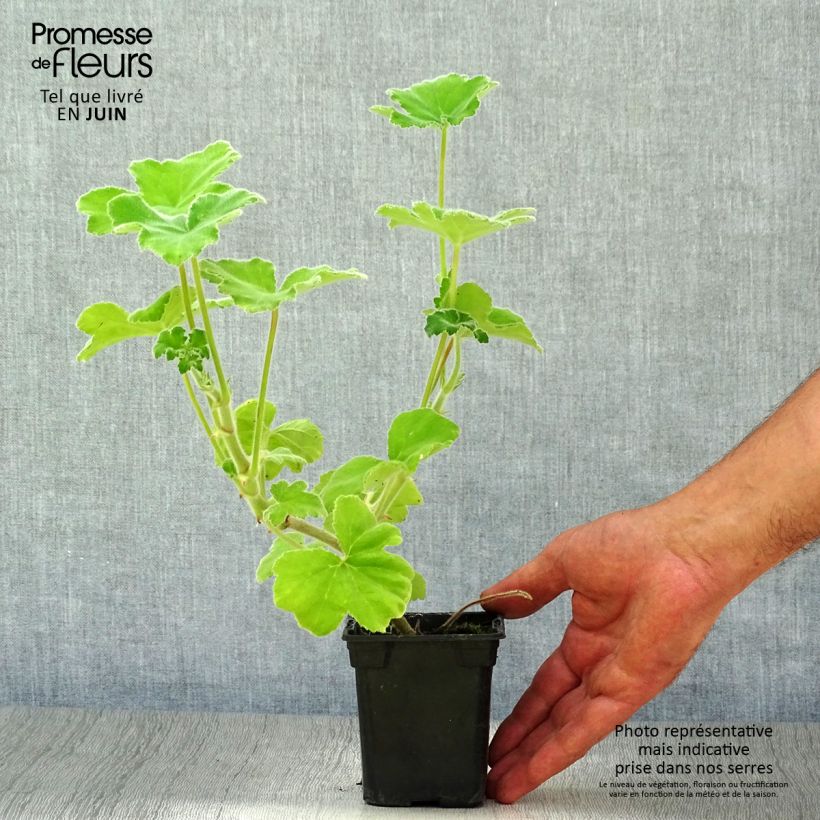 Exemplar von Duftende Pelargonie - Pelargonium tomentosum Kleine Töpfe von 7/8 cm wie im Sommer geliefert