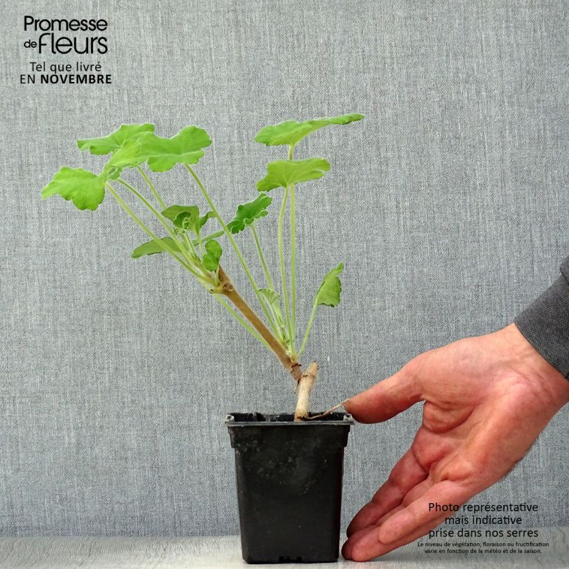 Exemplar von Duftende Pelargonie - Pelargonium tomentosum Kleine Töpfe von 7/8 cm wie im Herbst geliefert
