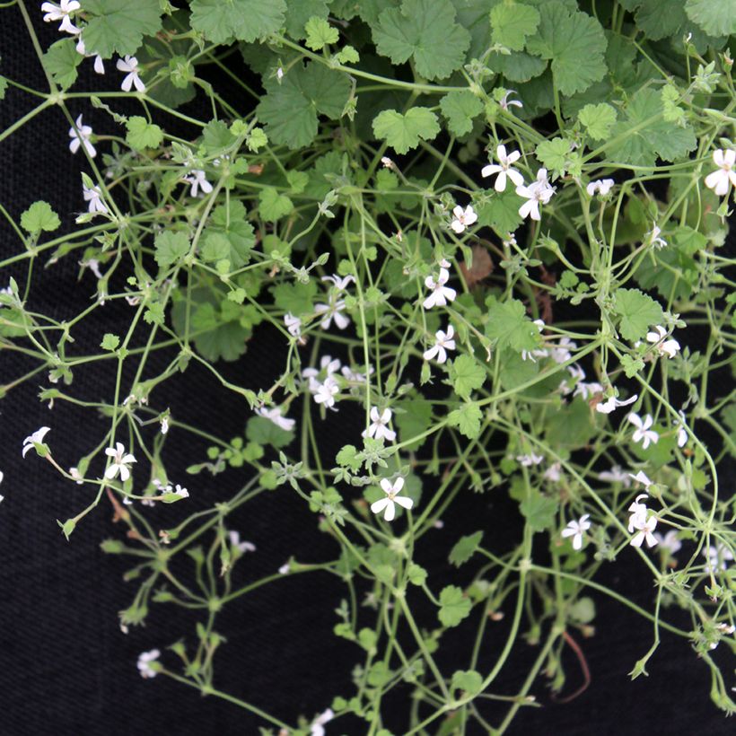 Pelargonium odoratissimum (Wuchs)