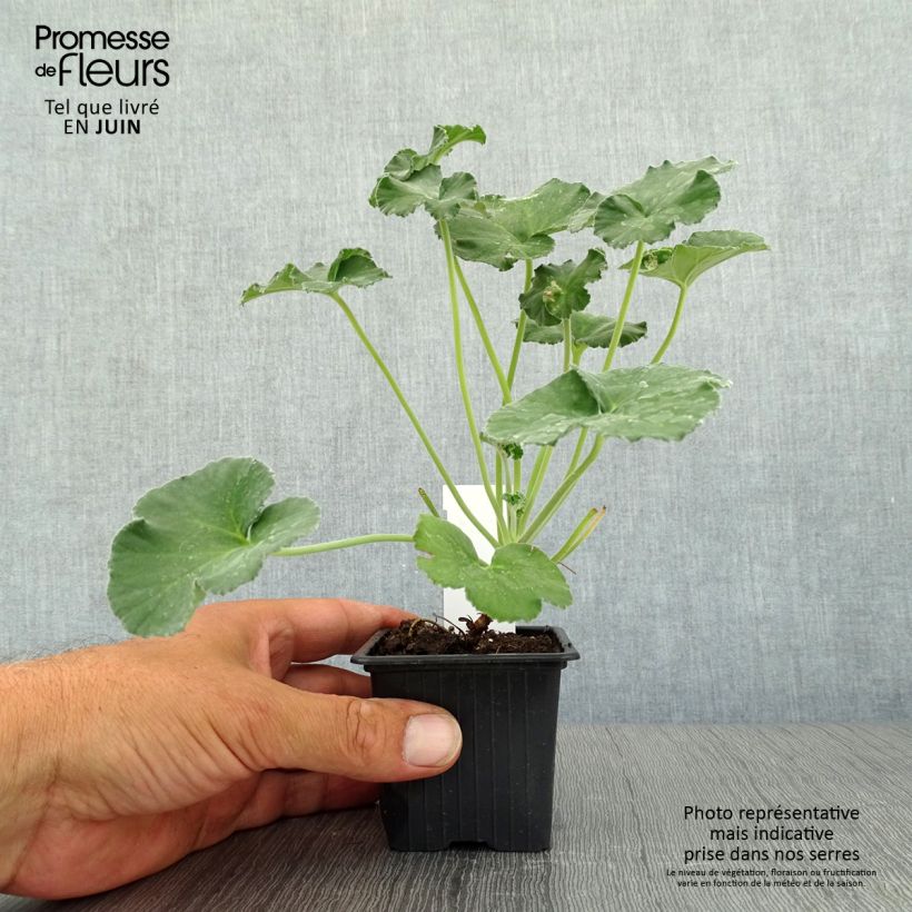 Exemplar von Pelargonium reniforme Kleine Töpfe von 8/9 cm wie im Sommer geliefert