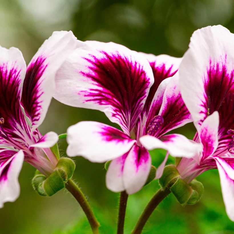 Englische Geranie Angel Eyes Blueberry - Pelargonium (Flowering)