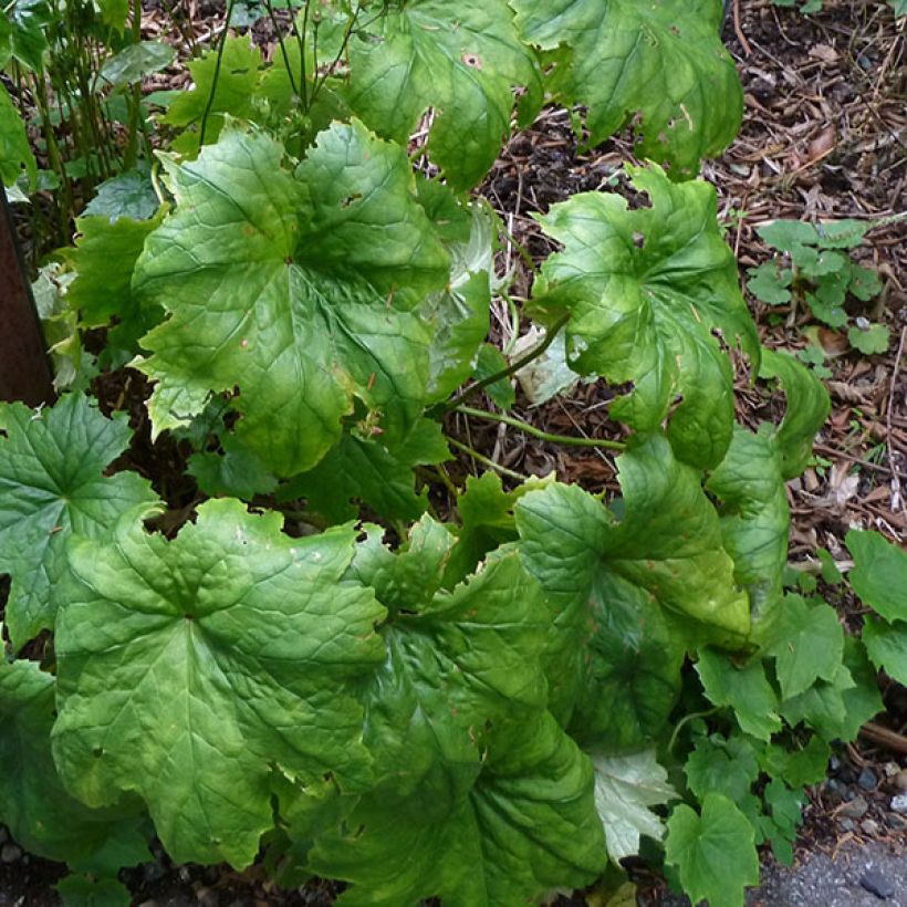 Peltoboykinia tellimoïdes - Tellimaähnliche Peltoboykinie (Laub)
