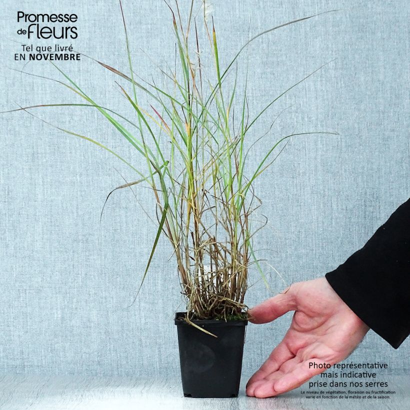 Exemplar von Orientalisches Lampenputzergras - Pennisetum orientale Kleine Töpfe von 8/9 cm wie im Herbst geliefert