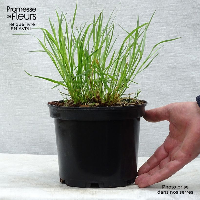 Example of Lampenputzergras Moudry - Pennisetum alopecuroïdes Topf mit 2L/3L as you get in printemps