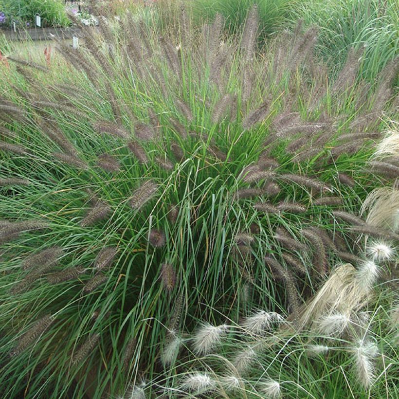 Lampenputzergras f. viridescens - Pennisetum alopecuroïdes (Wuchs)