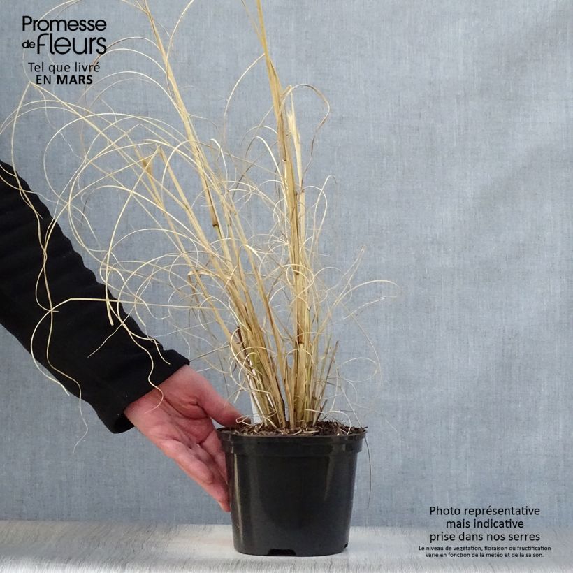 Exemplar von Lampenputzergras Black Beauty - Pennisetum alopecuroïdes Topf mit 2L/3L wie im Frühjahr geliefert