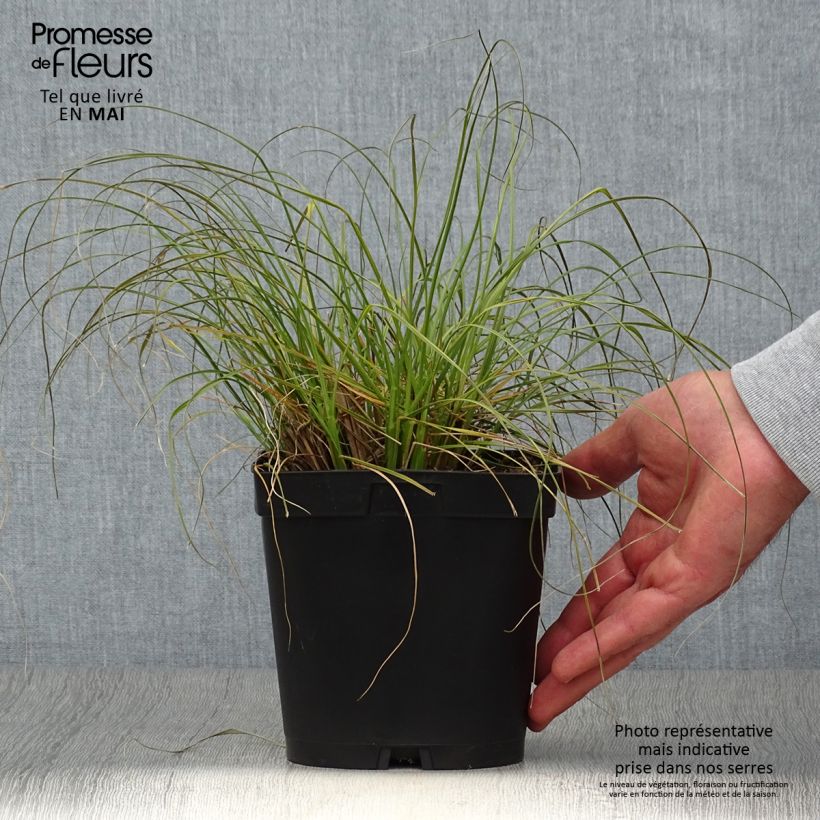 Example of Lampenputzergras Gelbstiel - Pennisetum alopecuroïdes Topf mit 2L/3L as you get in printemps