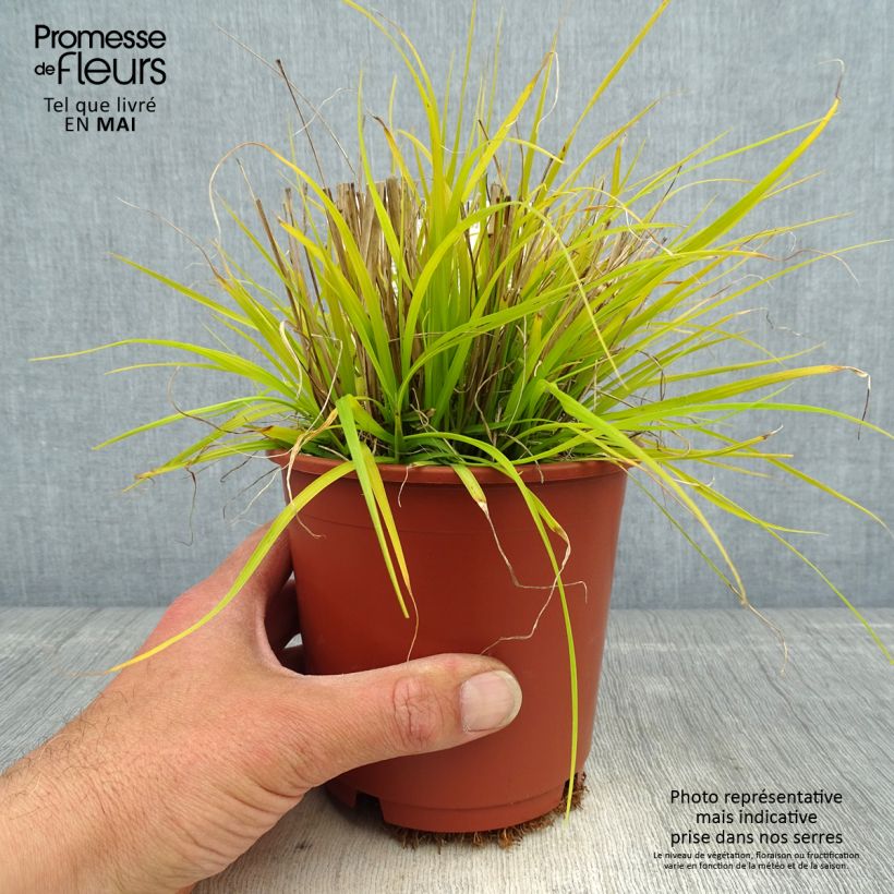 Example of Lampenputzergras Hameln Gold - Pennisetum alopecuroïdes Topf mit 1L/1,5L as you get in printemps