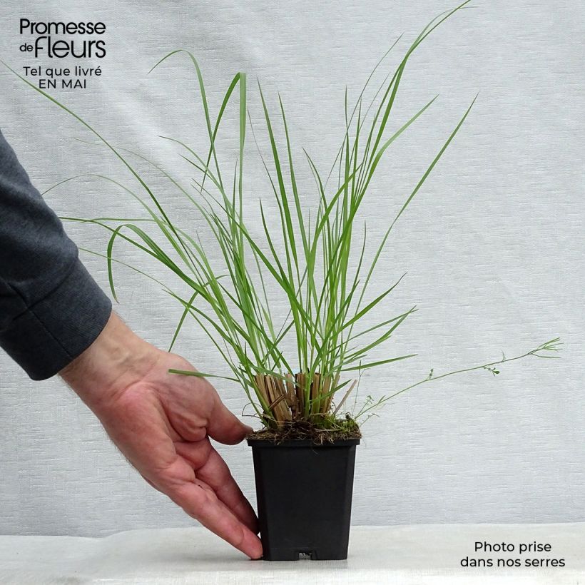 Exemplar von Lampenputzergras Japonicum - Pennisetum alopecuroïdes Kleine Töpfe von 8/9 cm wie im Frühjahr geliefert