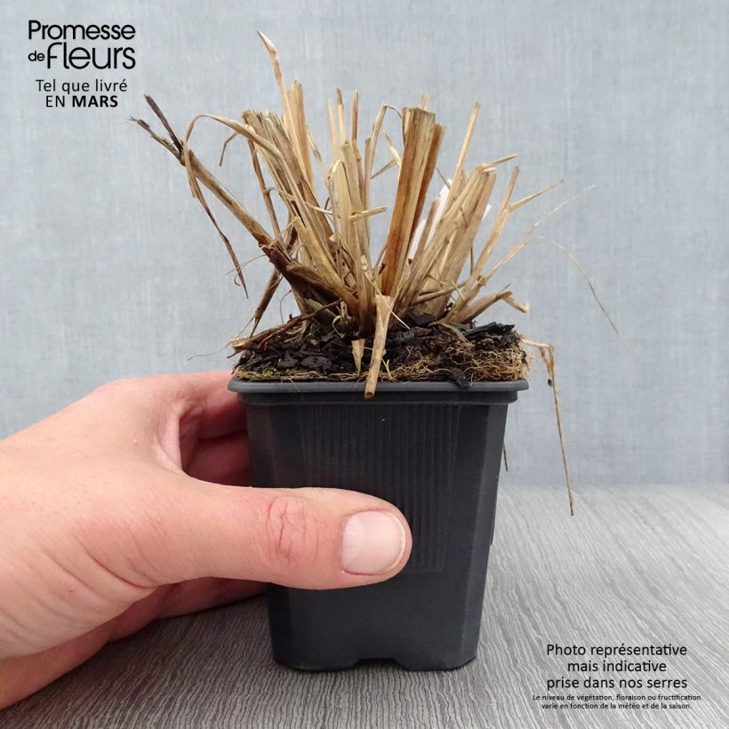 Exemplar von Lampenputzergras Lepage Gold - Pennisetum alopecuroïdes Kleine Töpfe von 8/9 cm wie im Frühjahr geliefert