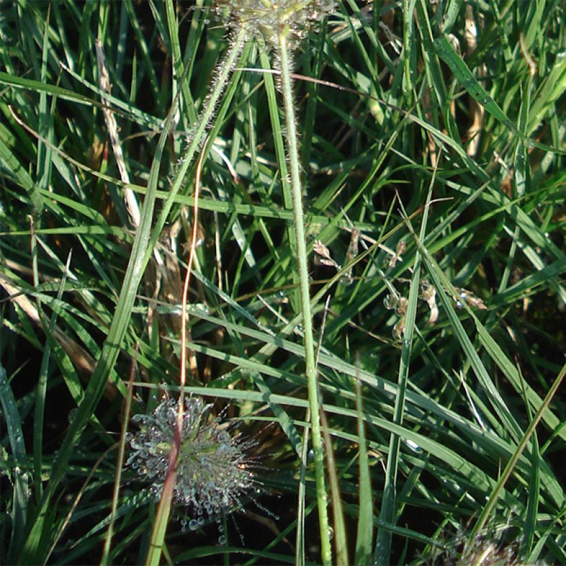 Zwerg-Federborstengras Little Bunny - Pennisetum alopecuroïdes (Foliage)