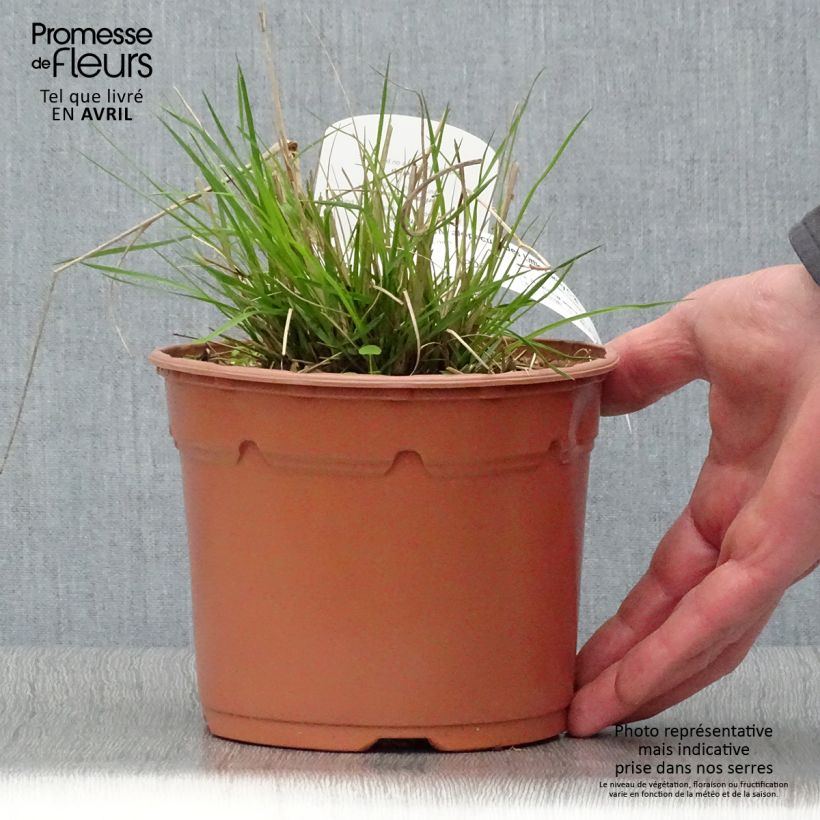 Example of Zwerg-Federborstengras Little Bunny - Pennisetum alopecuroïdes Topf mit 2L/3L as you get in printemps