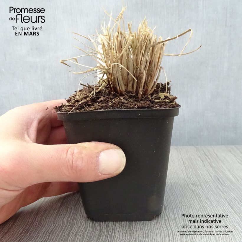 Exemplar von Lampenputzergras Lumen Gold - Pennisetum alopecuroides Kleine Töpfe von 8/9 cm wie im Frühjahr geliefert