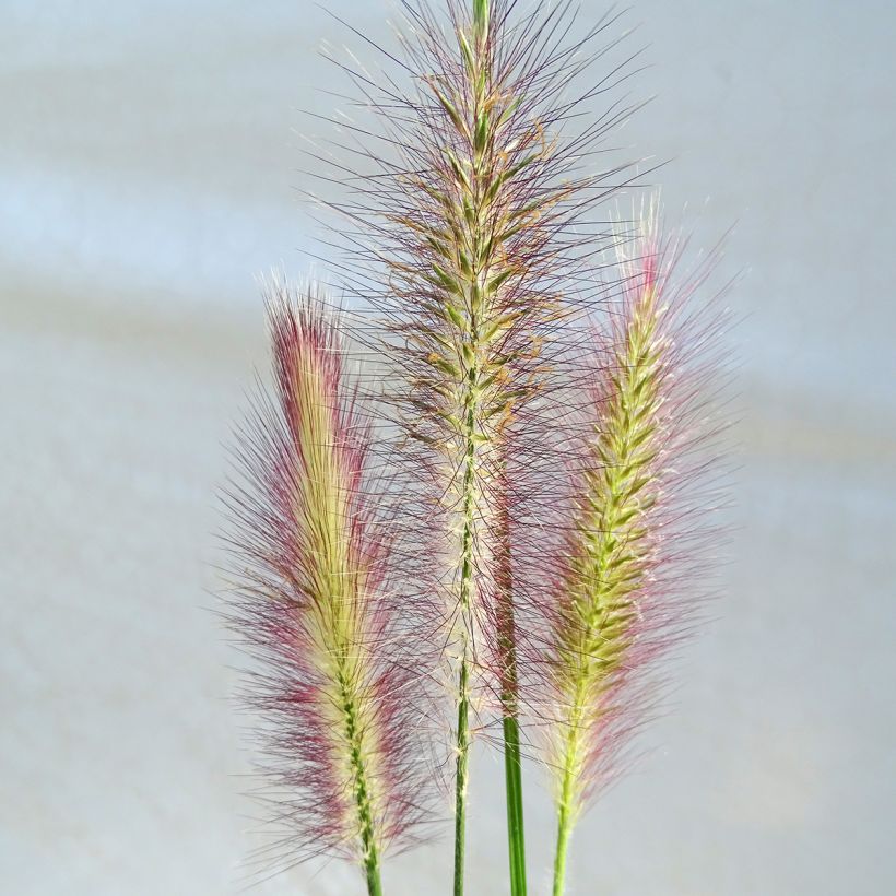 Lampenputzergras Magic - Pennisetum alopecuroïdes (Flowering)