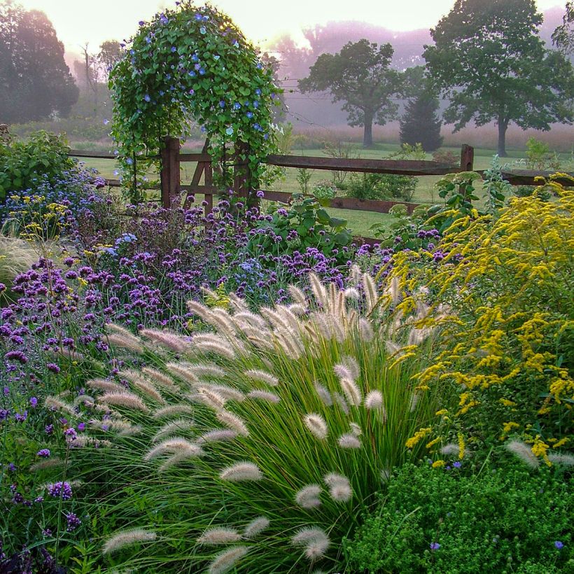 Lampenputzergras Piglet - Pennisetum alopecuroïdes (Wuchs)