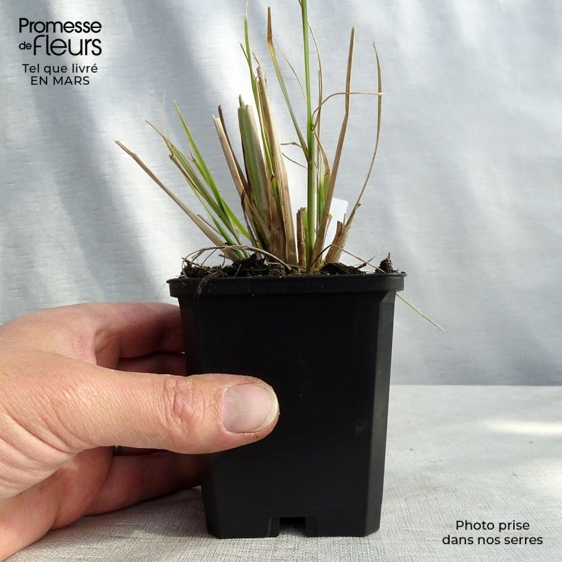 Exemplar von Lampenputzergras f. viridescens - Pennisetum alopecuroïdes Kleine Töpfe von 8/9 cm wie im Frühjahr geliefert