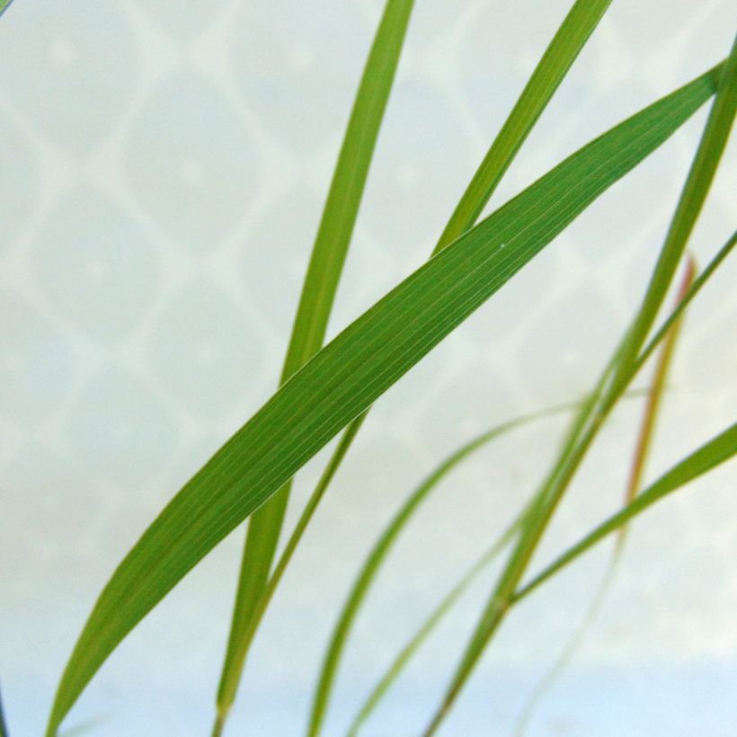 Lampenputzergras - Pennisetum incomptum (Foliage)