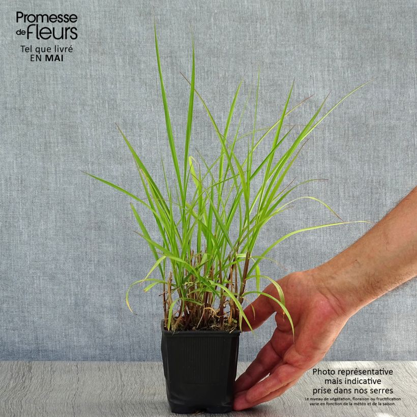 Example of Lampenputzergras - Pennisetum incomptum Kleine Töpfe von 8/9 cm as you get in printemps