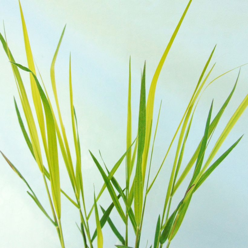 Lampenputzergras Red Bunny Tail - Pennisetum massaicum (Foliage)