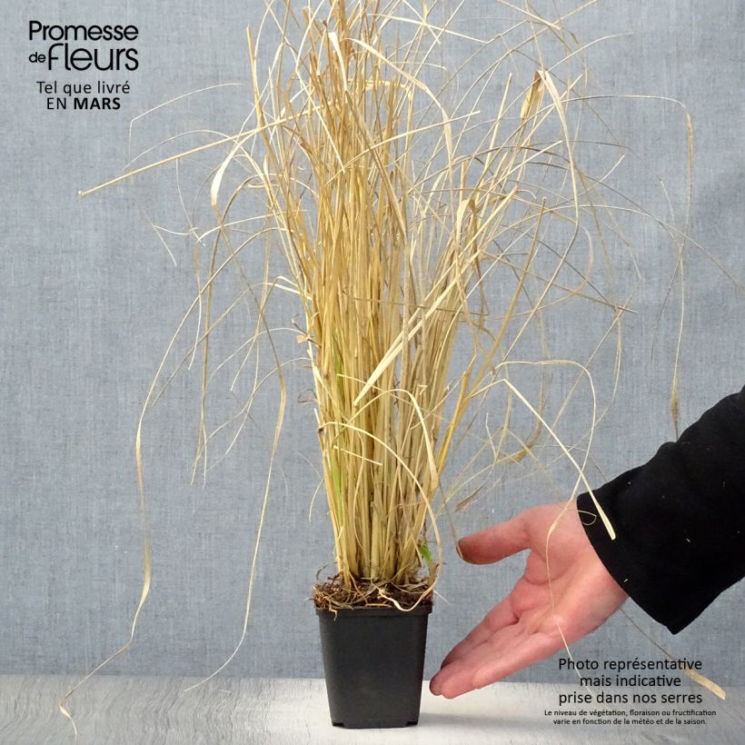 Example of Lampenputzergras Red Bunny Tail - Pennisetum massaicum Kleine Töpfe von 8/9 cm as you get in printemps