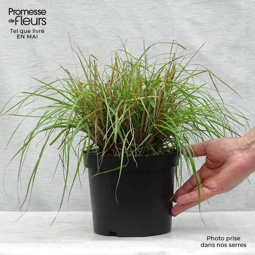 Example of Lampenputzergras Red Bunny Tail - Pennisetum massaicum Topf mit 2L/3L as you get in printemps