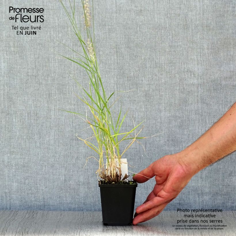 Exemplar von Orientalisches Lampenputzergras Tall Tails - Pennisetum orientale Kleine Töpfe von 8/9 cm wie im Sommer geliefert